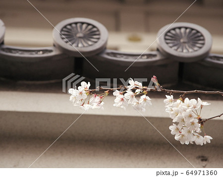 桜満開の展望塔　岩崎城 64971360