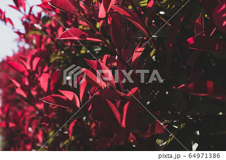 ベニカナメモチ 生垣の赤い葉の透過光 A 2 マット仕上げ の写真素材