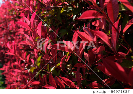 ベニカナメモチ 生垣の赤い葉の透過光 B 1 の写真素材