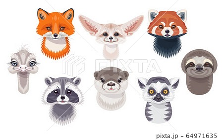 Funny Wild Animals Set on White Funny Wild Animals Set on White 64971635