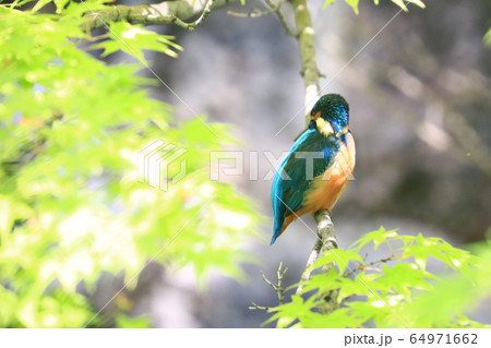 カワセミ1104 カワセミ1104 64971662