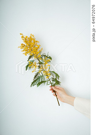ミモザ　花　静物　イメージ写真　フサアカシア　黄色 64972076