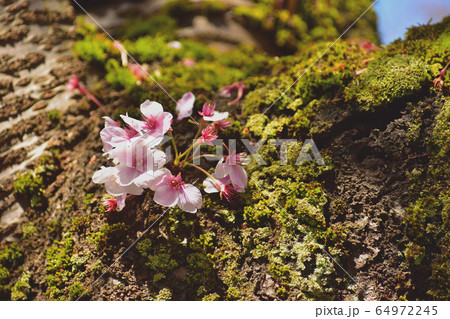 桜の木の幹と花 64972245