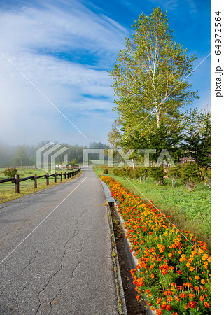長野県　開田高原　木曽馬の里　朝霧　マリーゴールドの道 64972564