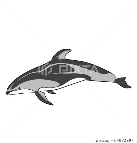 カマイルカ 64972897