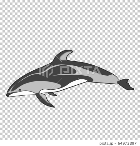 Bamboo dolphin Bamboo dolphin 64972897