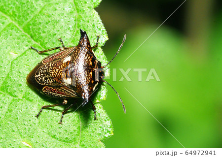 ウシカメムシ ウシカメムシ 64972941