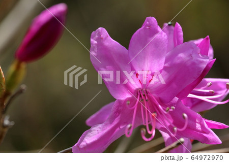 工石山のミツバツツジ（高知市）	 64972970