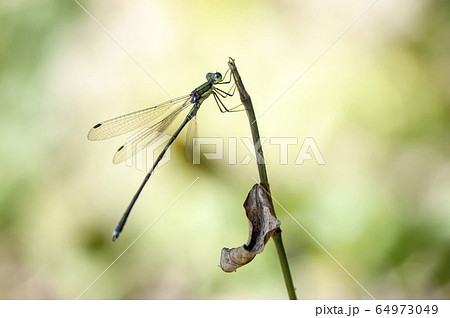 オオアオイトトンボ 64973049