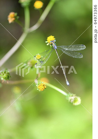 オオアオイトトンボ オオアオイトトンボ 64973366