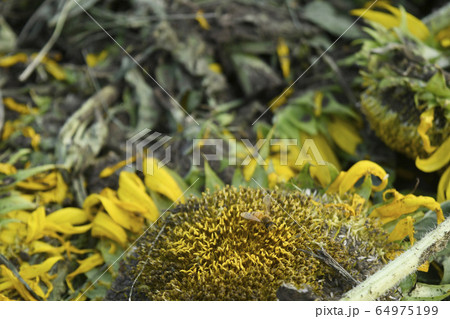 倒れたヒマワリとミツバチ 環境破壊イメージ 向日葵 ひまわり ヒマワリ ひまわり畑 倒れたヒマワリとミツバチ 環境破壊イメージ 向日葵 ひまわり ヒマワリ ひまわり畑 64975199