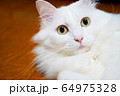 ペット　猫 64975328