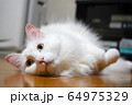 ペット　猫 64975329