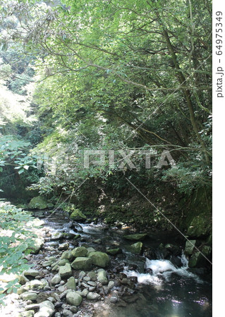 夏の小川 - 森の中 64975349