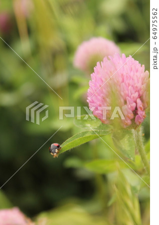 ナミテントウとツメクサ 64975562