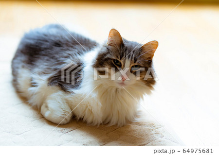 カーペットでくつろぐ猫【ノルウェージャンフォレストキャット】 64975681