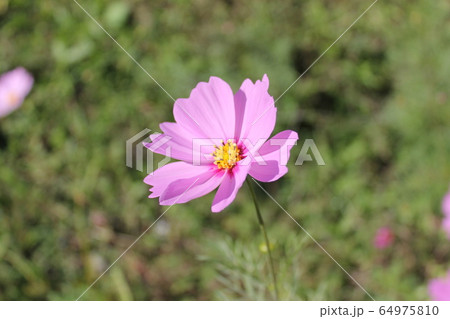 ピンクのコスモス 64975810