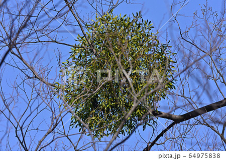 ヤドリギ 64975838