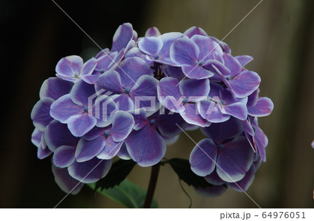 紫陽花-和柄- 紫陽花-和柄- 64976051