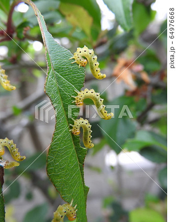 ハナカイドウに着く害虫:刺さないハチ「カイドウハバチ」の幼虫 ハナカイドウに着く害虫:刺さないハチ「カイドウハバチ」の幼虫 64976668