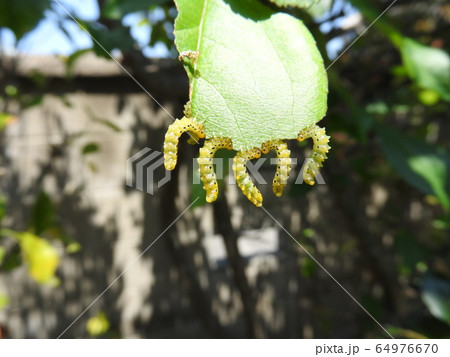 ハナカイドウに着く害虫:刺さないハチ「カイドウハバチ」の幼虫 ハナカイドウに着く害虫:刺さないハチ「カイドウハバチ」の幼虫 64976670