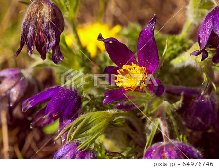 Common pasqueflower (Pulsatilla vulgaris) in the Common pasqueflower (Pulsatilla vulgaris) in the 64976746