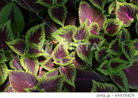 日差しが当たる紫と緑の葉のコリウスの写真素材