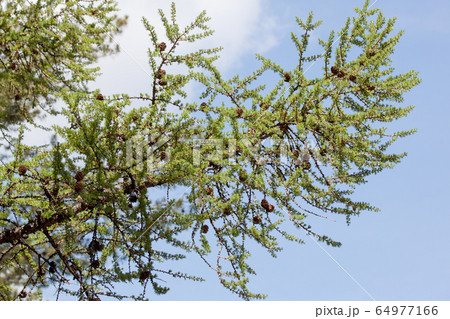 Young green twig of larch with green needles. 64977166