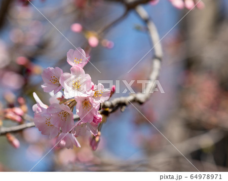 薄いピンクの可愛いジンダイアケボノ桜 薄いピンクの可愛いジンダイアケボノ桜 64978971