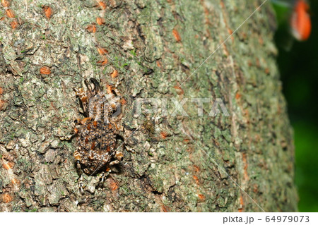 マダラアシゾウムシ マダラアシゾウムシ 64979073