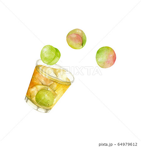 梅酒と梅　水彩イラスト 64979612