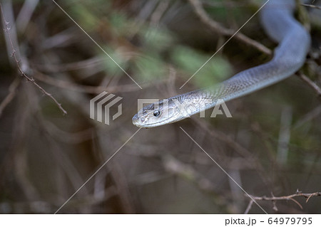 Black mamba snake south africa close up 64979795