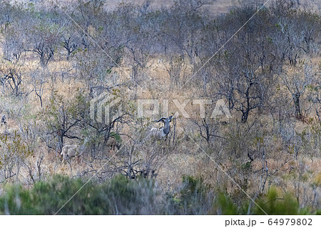 Kudu in kruger park 64979802
