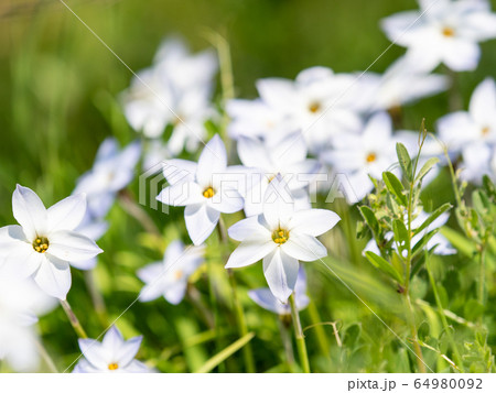 春の陽だまりの真っ白な小花の写真素材