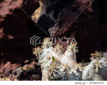 サボテンのクローズアップ サボテンのクローズアップ 64980707