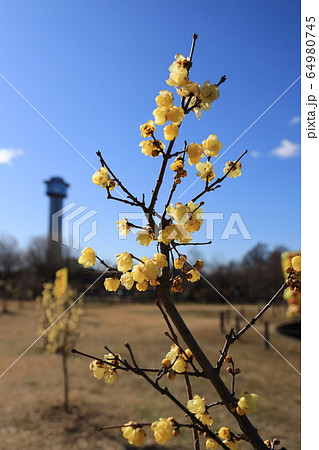 早春の蝋梅の花 早春の蝋梅の花 64980745