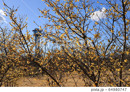 早春の蝋梅の花 早春の蝋梅の花 64980747