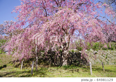 松前の桜③ 64981129