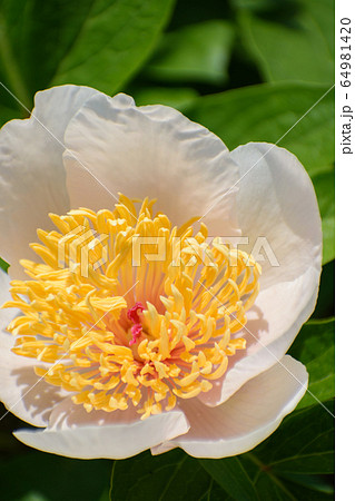 芍薬の花の写真素材 [64981420] - PIXTA