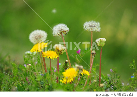 黄色い花と綿毛タンポポ（緑背景）　野草タンポポ花と綿毛 64981532