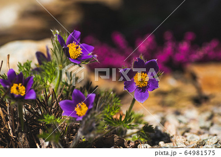 Purple flower in nature, spring flowers, blooming flowers, flora, pulsatilla Purple flower in nature, spring flowers, blooming flowers, flora, pulsatilla 64981575