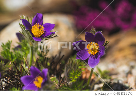 Purple flower in nature, spring flowers, blooming flowers, flora, pulsatilla Purple flower in nature, spring flowers, blooming flowers, flora, pulsatilla 64981576