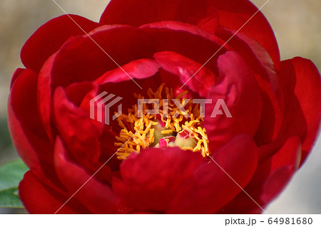 芍薬の花 64981680