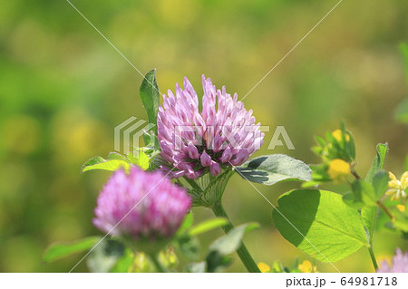 アカツメグサ 草花 アカツメグサ 草花 64981718