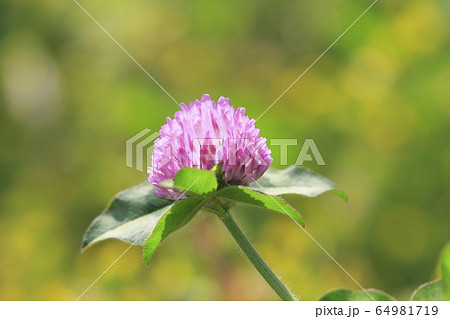 アカツメグサ 草花 アカツメグサ 草花 64981719