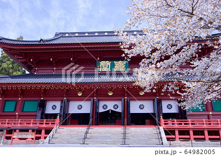 金剛桜