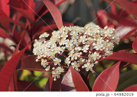 ベニカナメモチの花 64982019