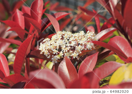 ベニカナメモチの花 ベニカナメモチの花 64982020