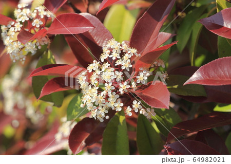 ベニカナメモチの花 64982021