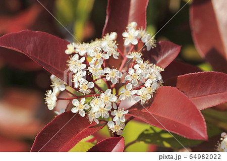ベニカナメモチの花 ベニカナメモチの花 64982022